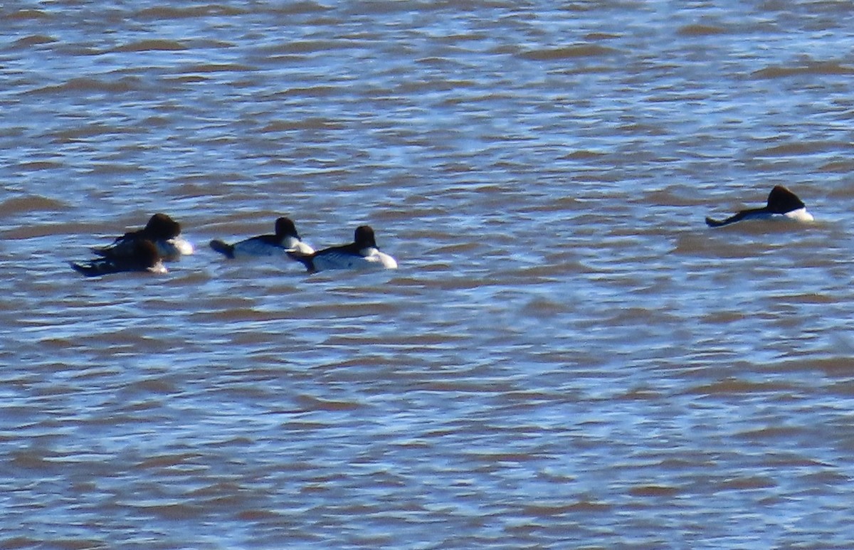 Common Goldeneye - ML543128481