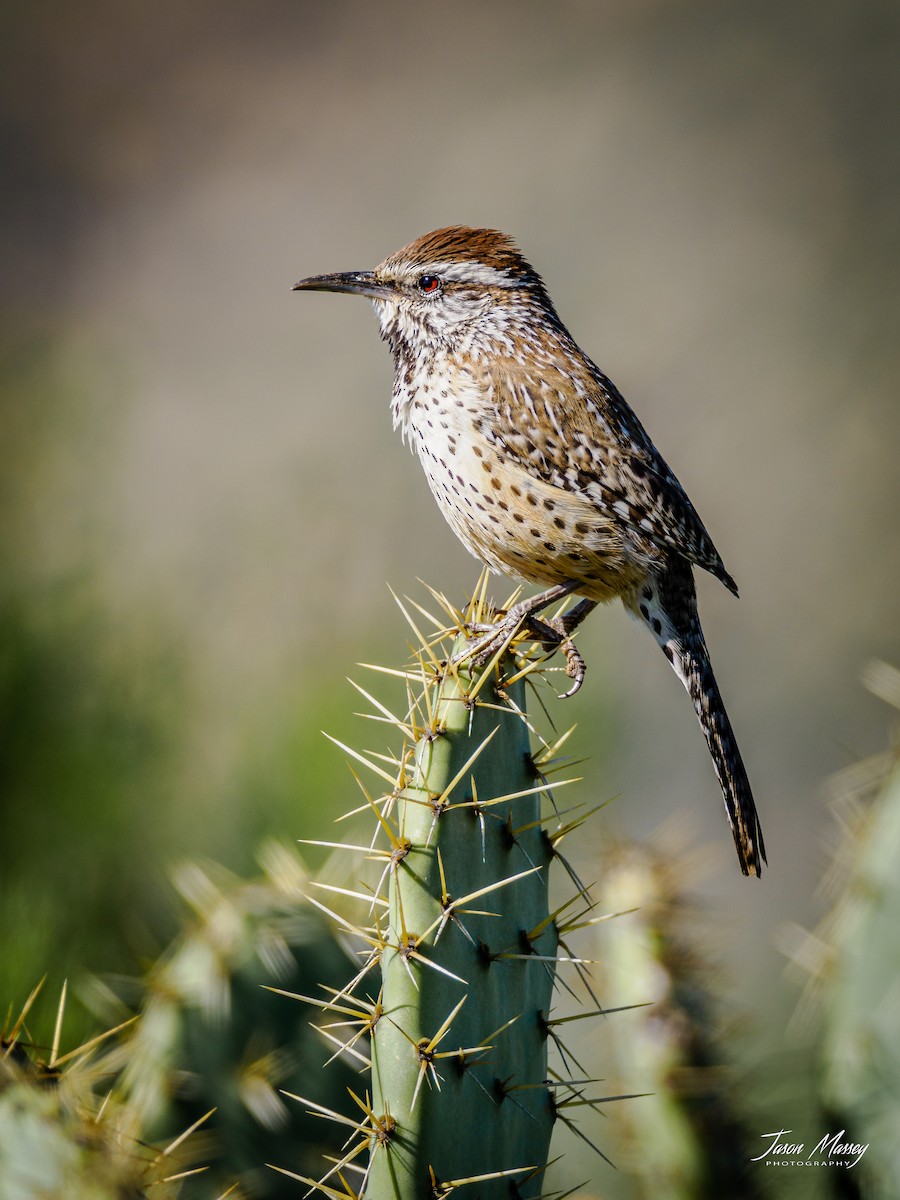 Cactus Wren - ML543128841