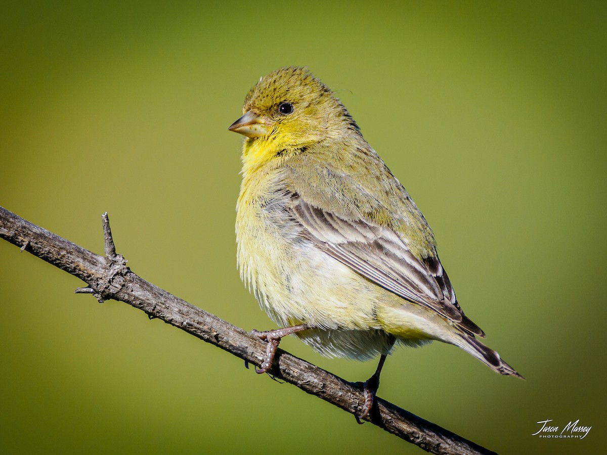 Lesser Goldfinch - ML543128891