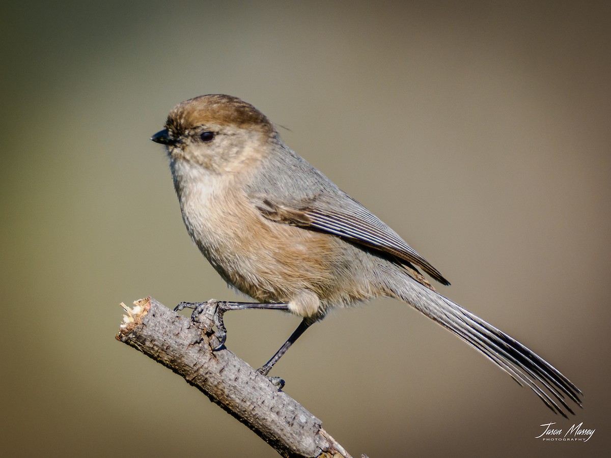 mlynařík americký - ML543129421