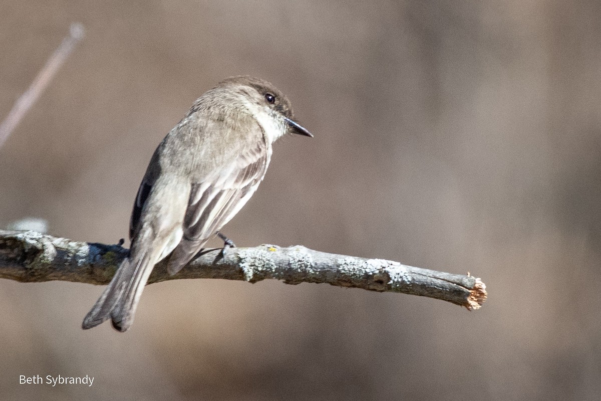 ツキヒメハエトリ - ML543129601