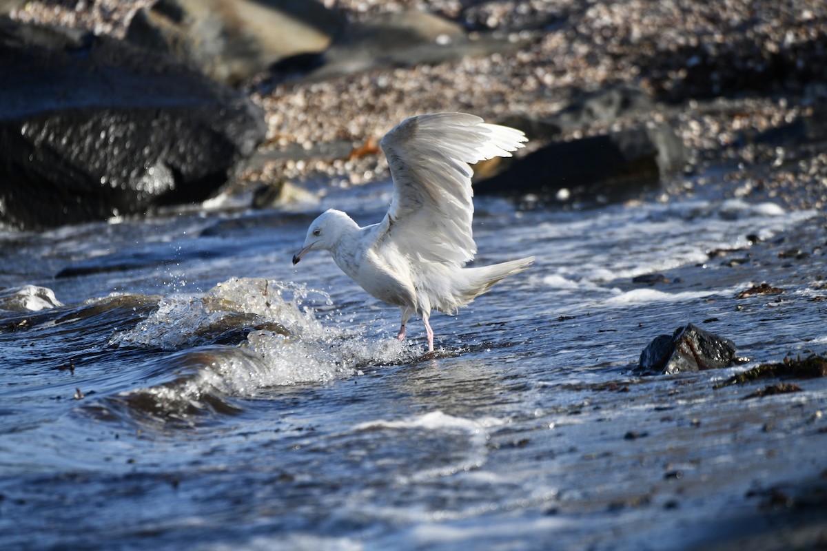 Glaucous Gull - Christopher Veale