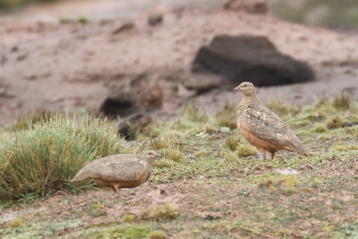 Rufous-bellied Seedsnipe - ML543131201