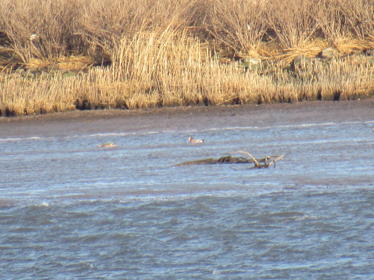 Eurasian Wigeon - ML543131731