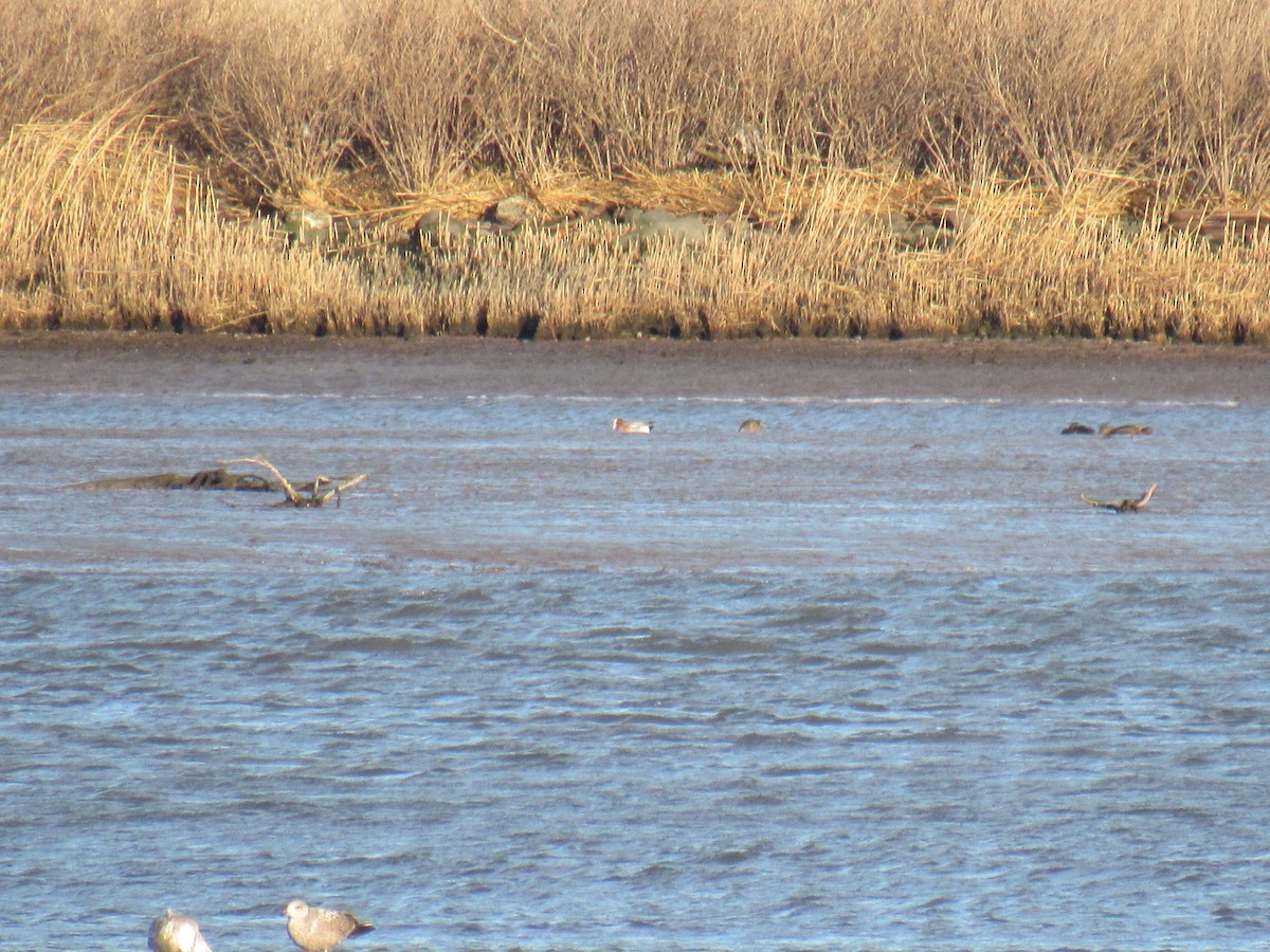 Eurasian Wigeon - ML543131741