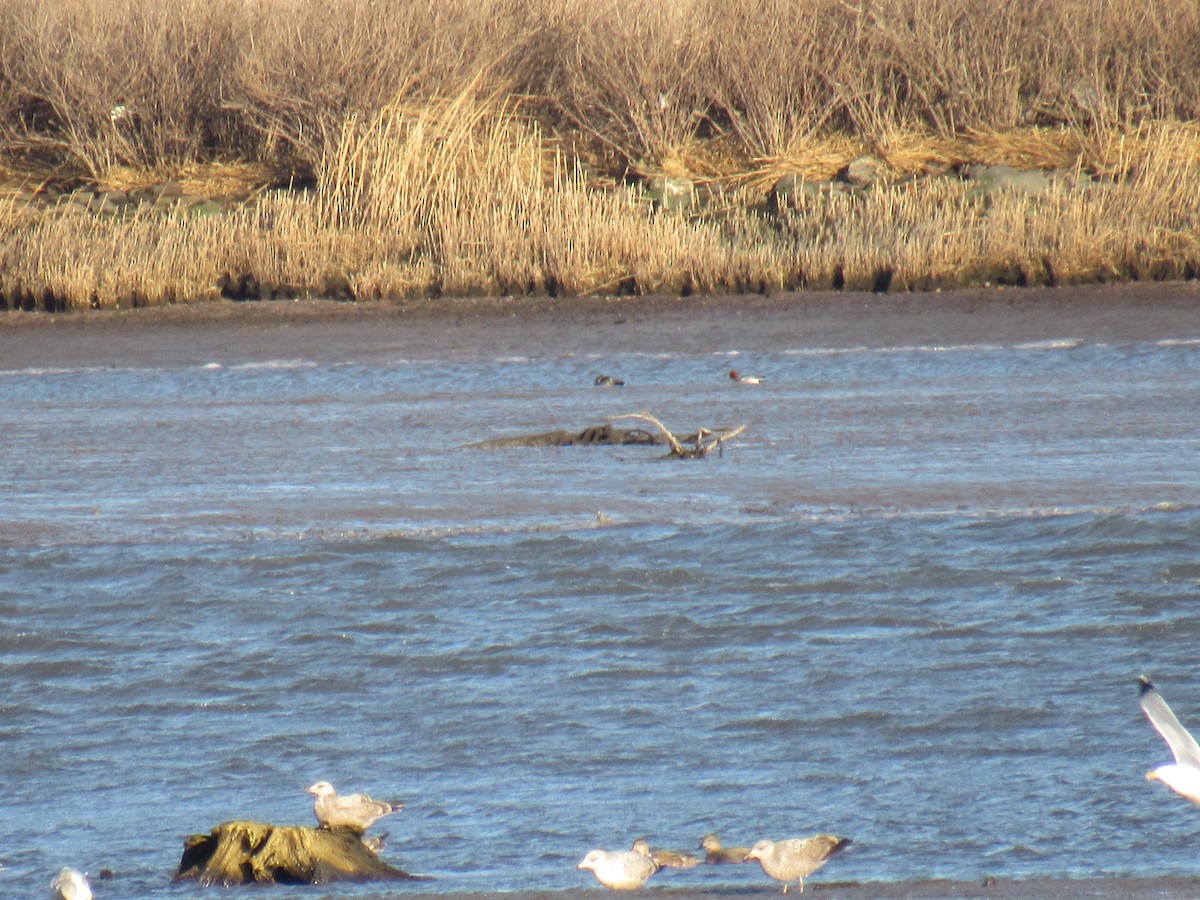 Eurasian Wigeon - ML543131751