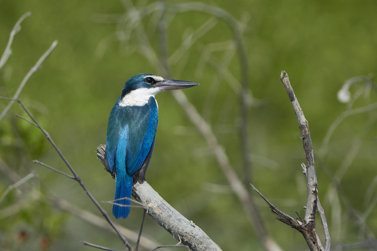 Collared Kingfisher - ML543133591