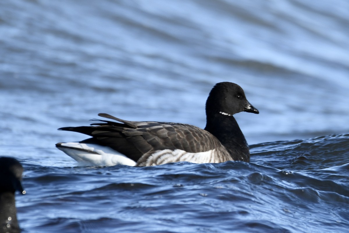 Brant - ML543133731