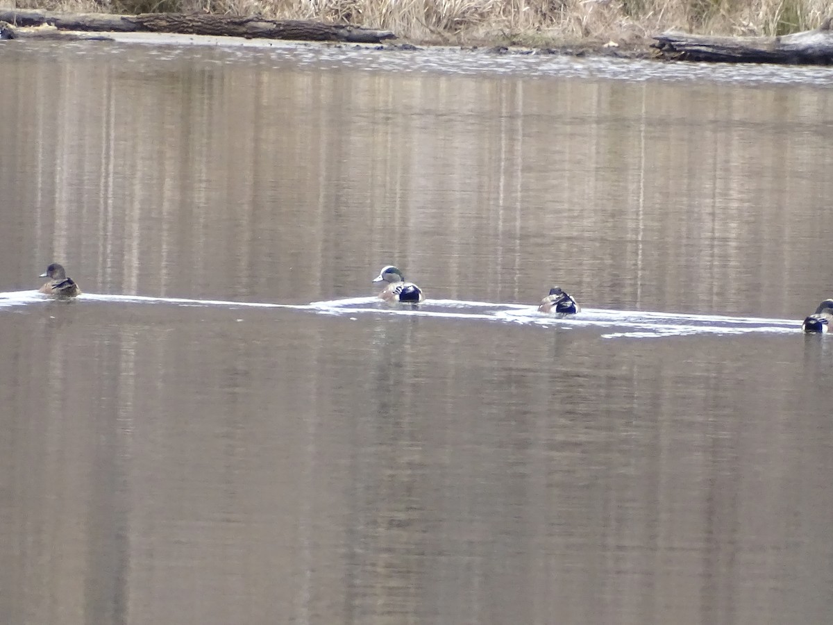 American Wigeon - ML543133961