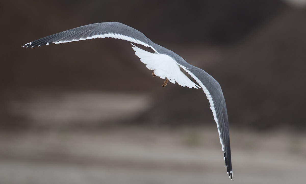 Gaviota Sombría (graellsii) - ML54313421