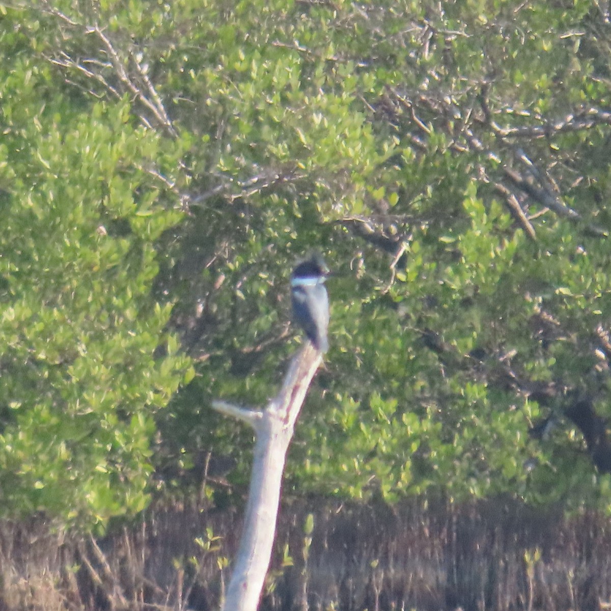 Belted Kingfisher - ML543135301