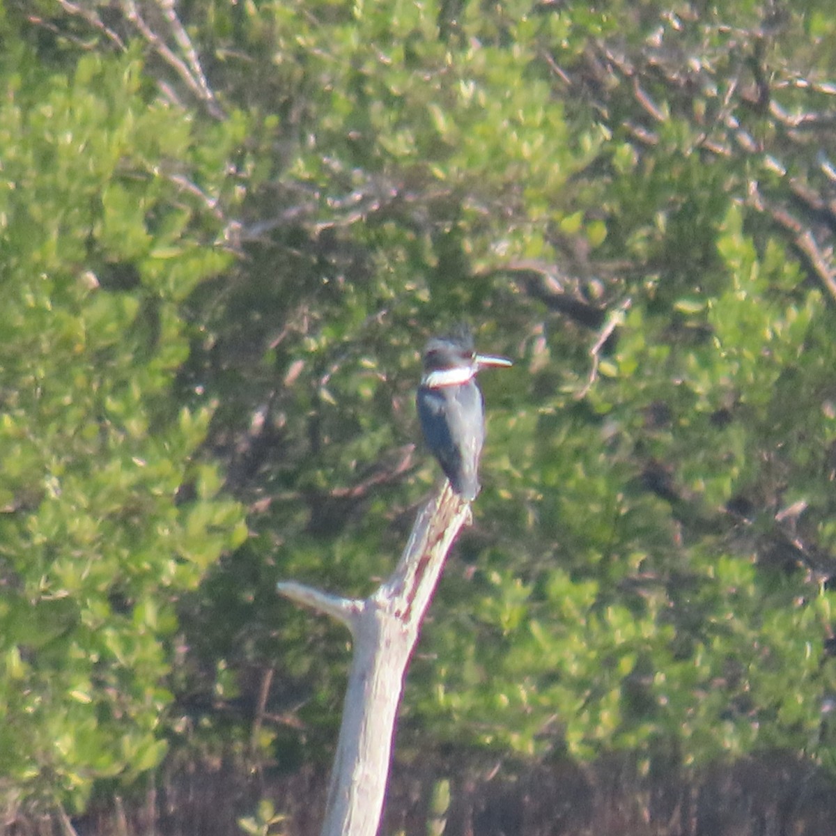 Belted Kingfisher - ML543135311