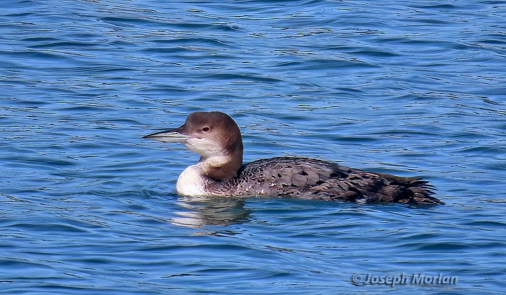 Plongeon huard - ML543136081