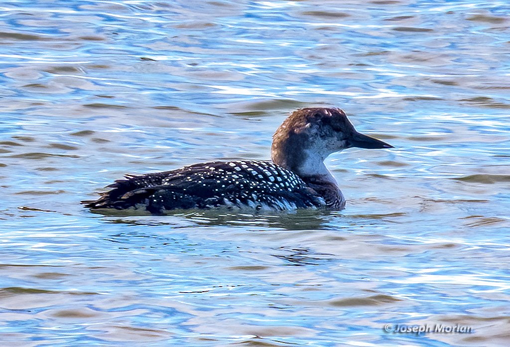 Common Loon - ML543136091