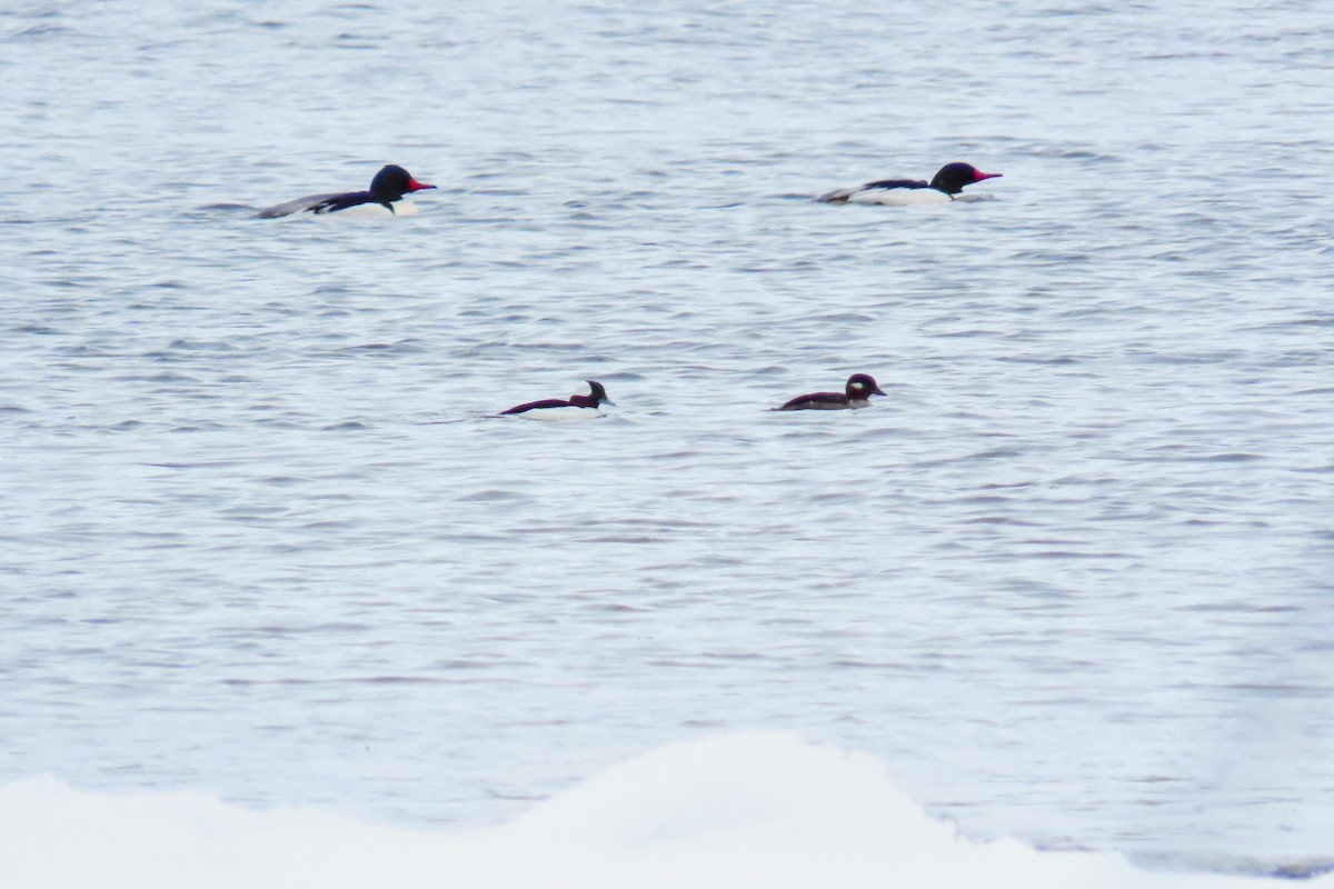 Bufflehead - ML543136281