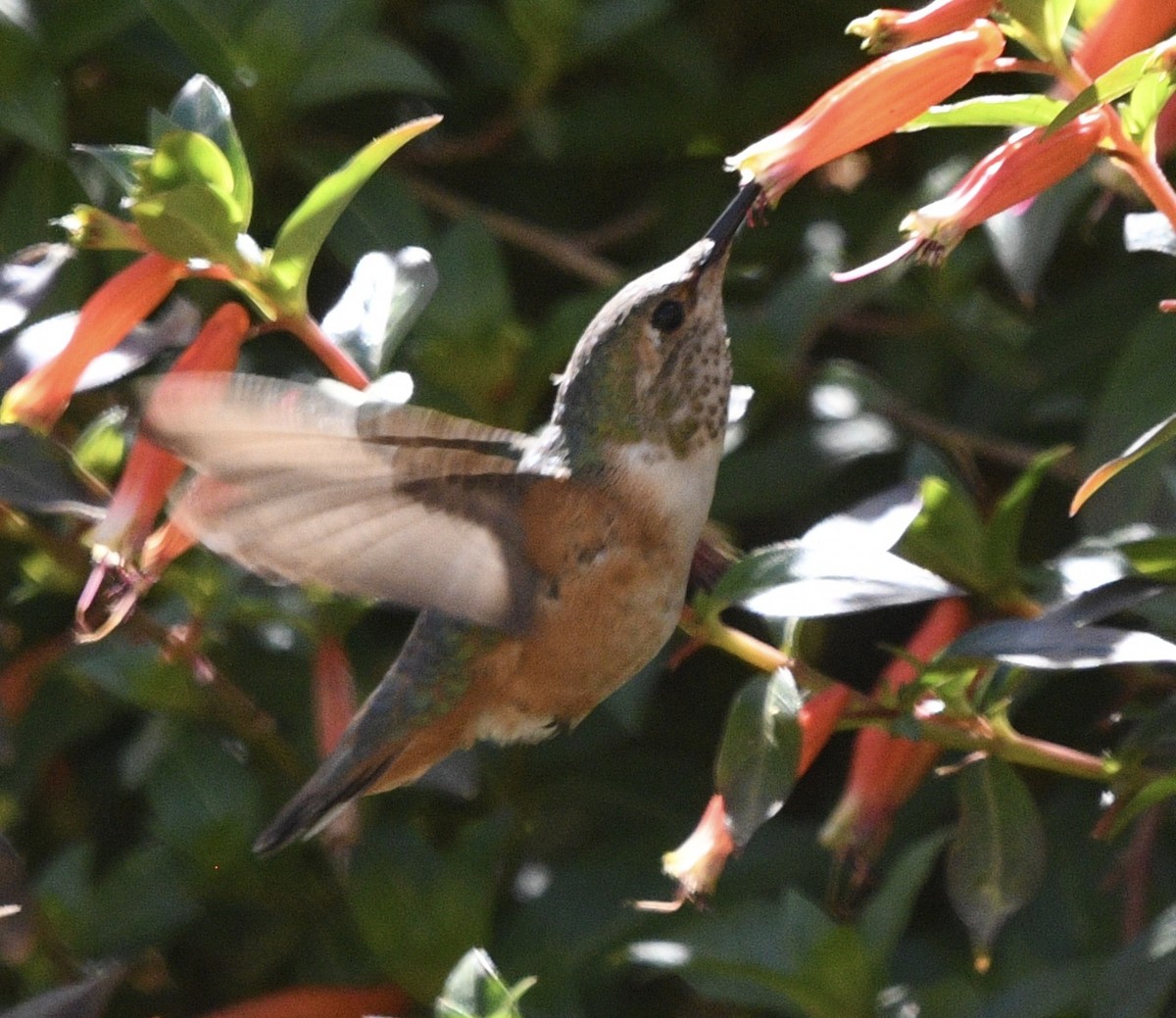 Allen's Hummingbird - ML543138071