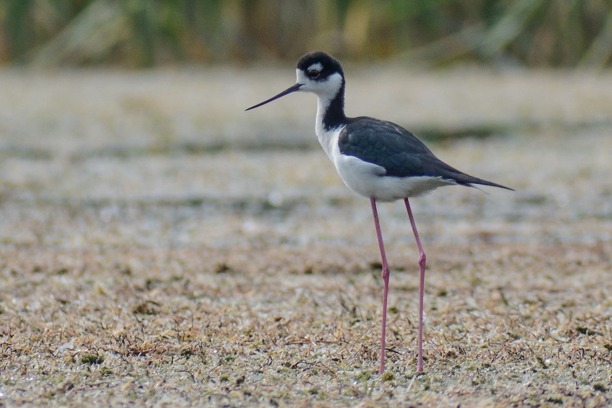 Black-necked Stilt - ML543139361