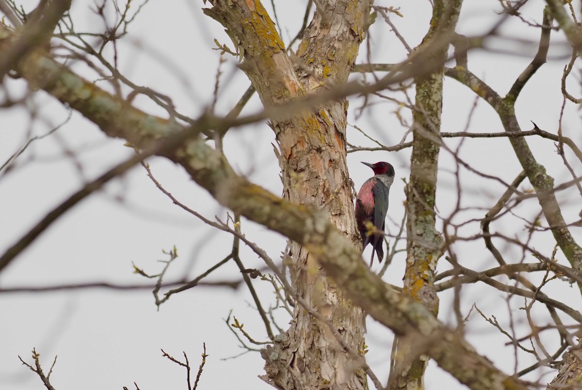 Lewis's Woodpecker - Hans-Peter Bieri