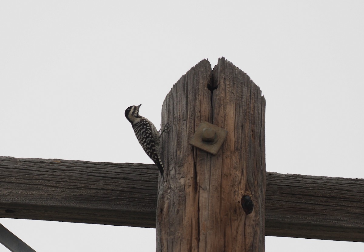 Ladder-backed Woodpecker - Hans-Peter Bieri