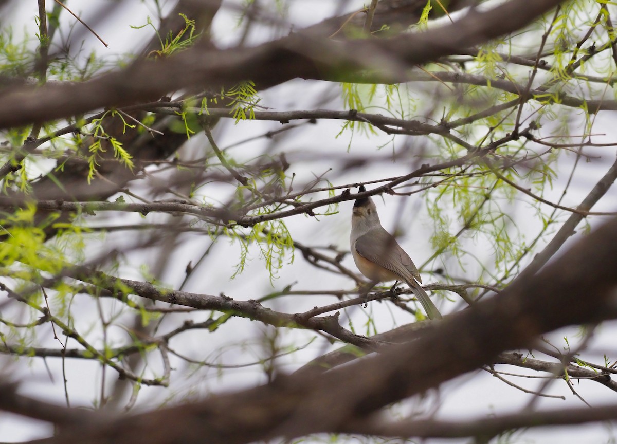 Black-crested Titmouse - ML543143751