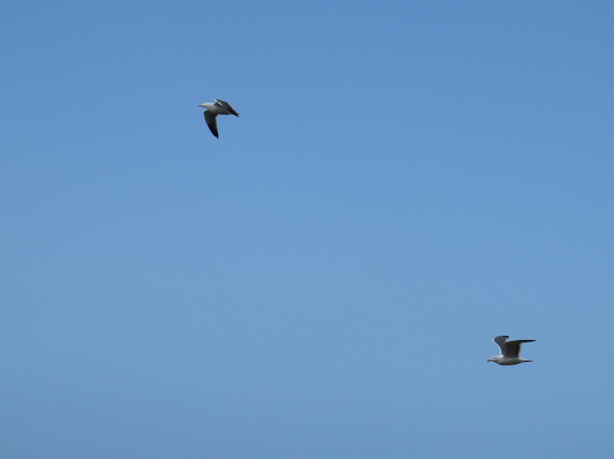 Western Gull - ML54314471