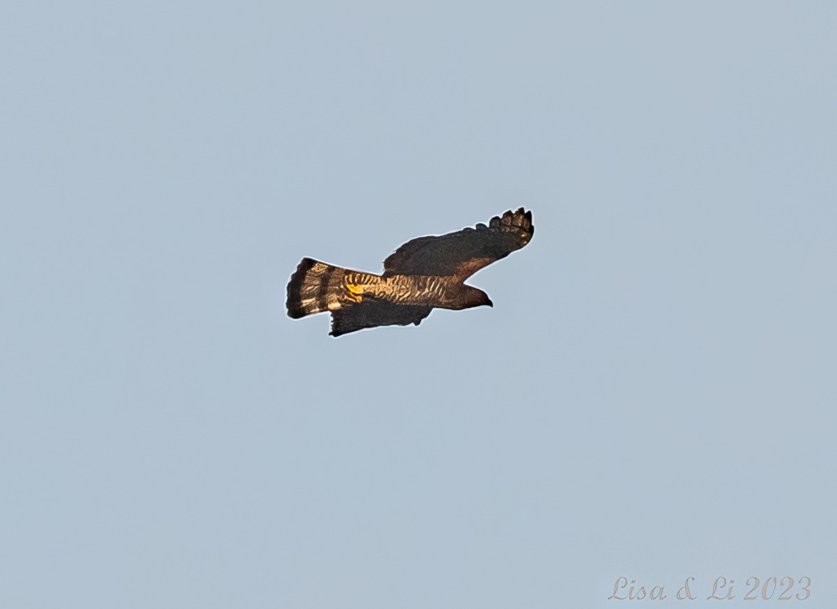 Wallace's Hawk-Eagle - ML543145441