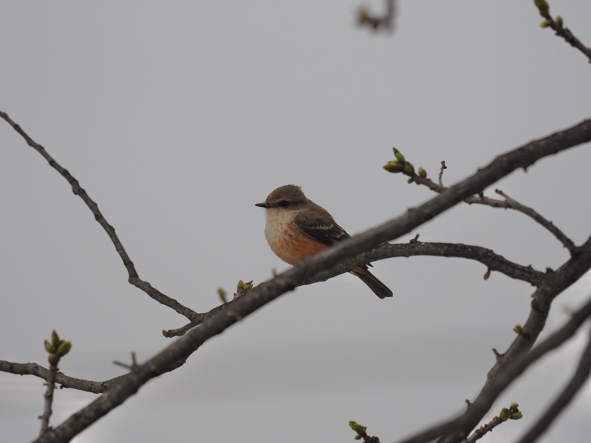 Vermilion Flycatcher - Hans-Peter Bieri