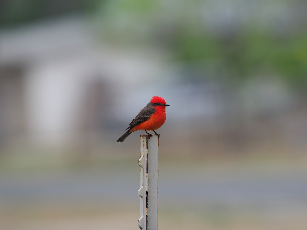 Vermilion Flycatcher - Hans-Peter Bieri