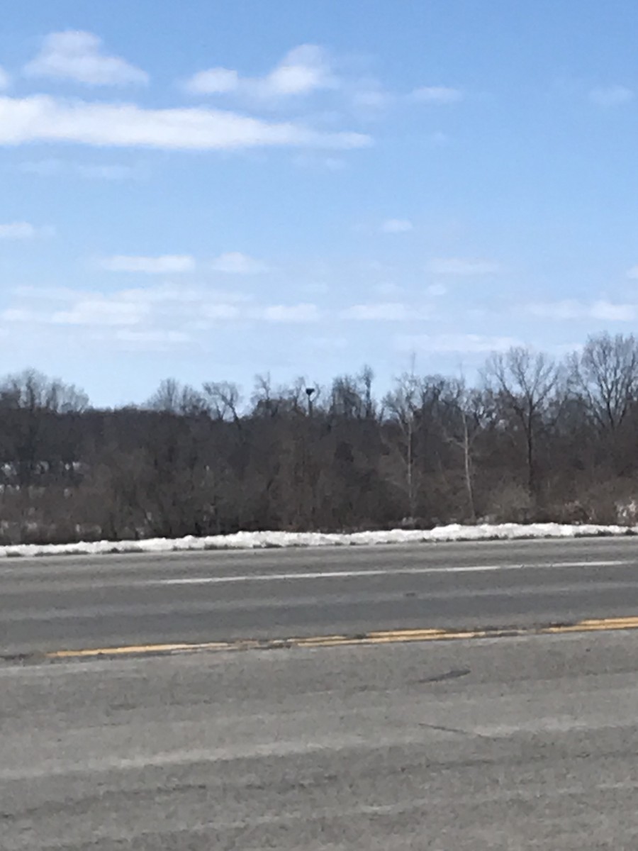 Bald Eagle - ML543147441