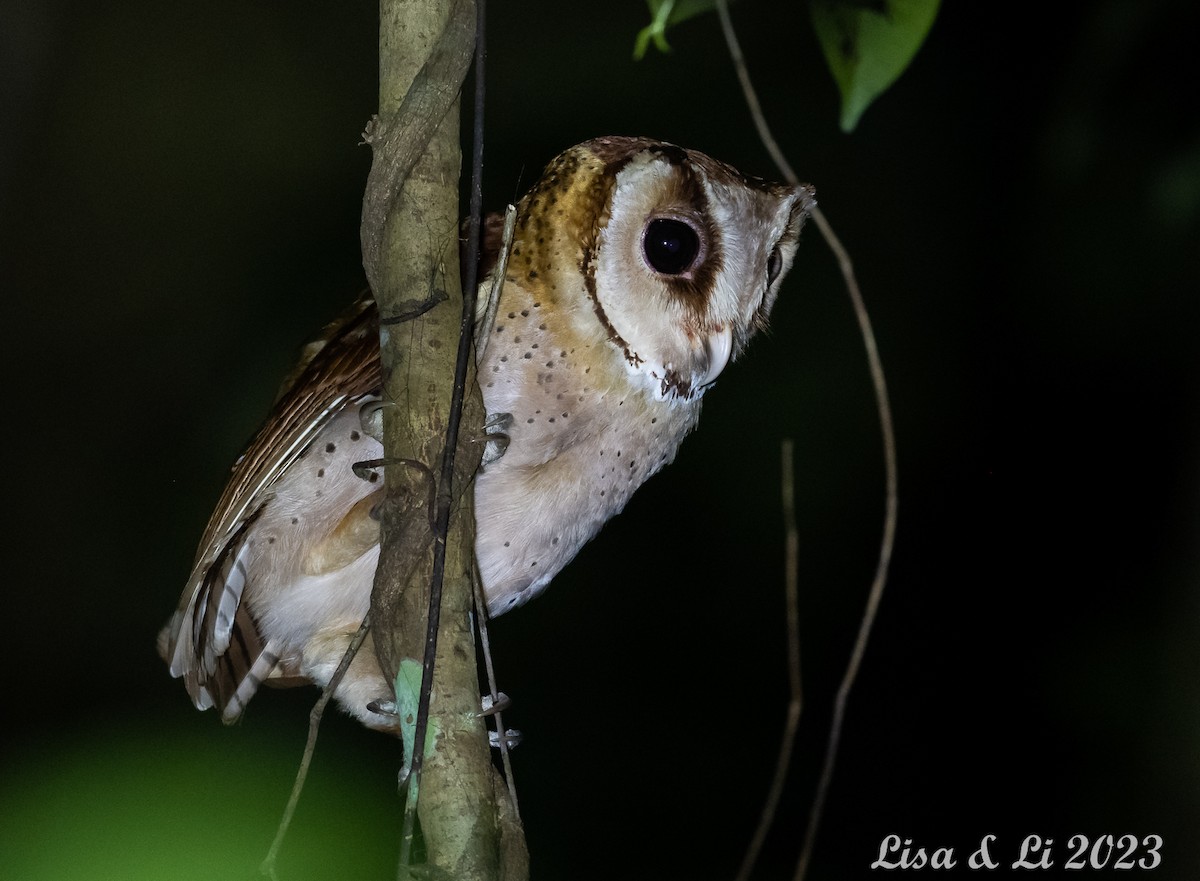 Oriental Bay-Owl - ML543148301