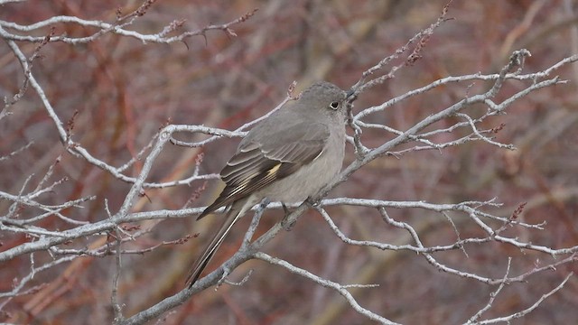 Townsend's Solitaire - ML543148451