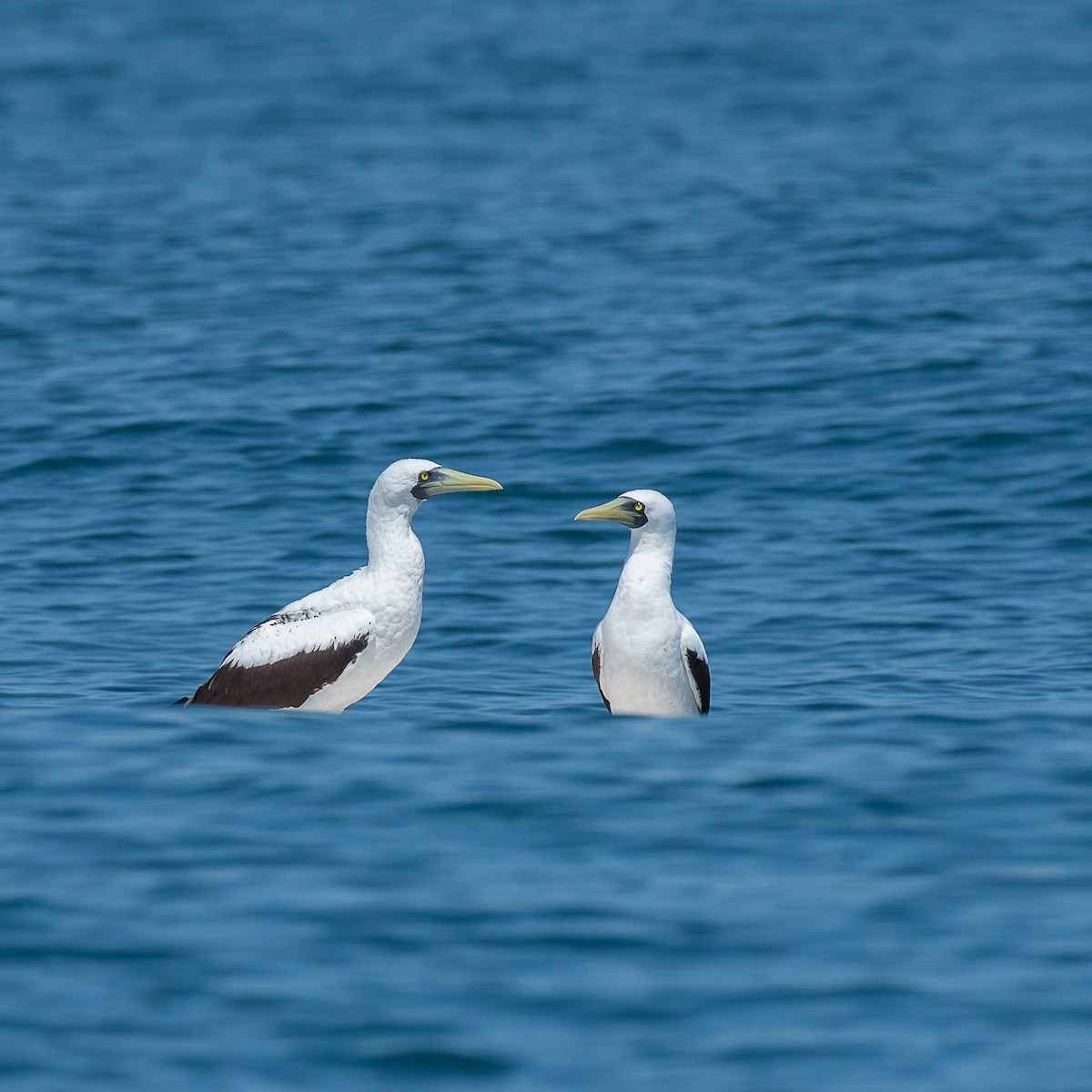 Masked Booby - ML543148681