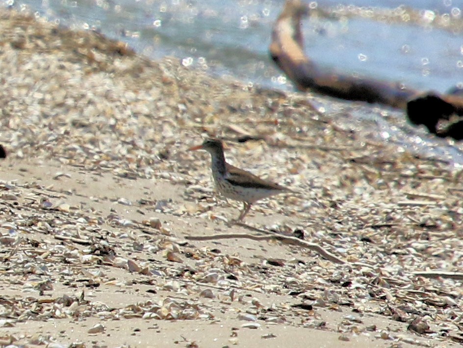 Spotted Sandpiper - Kernan Bell