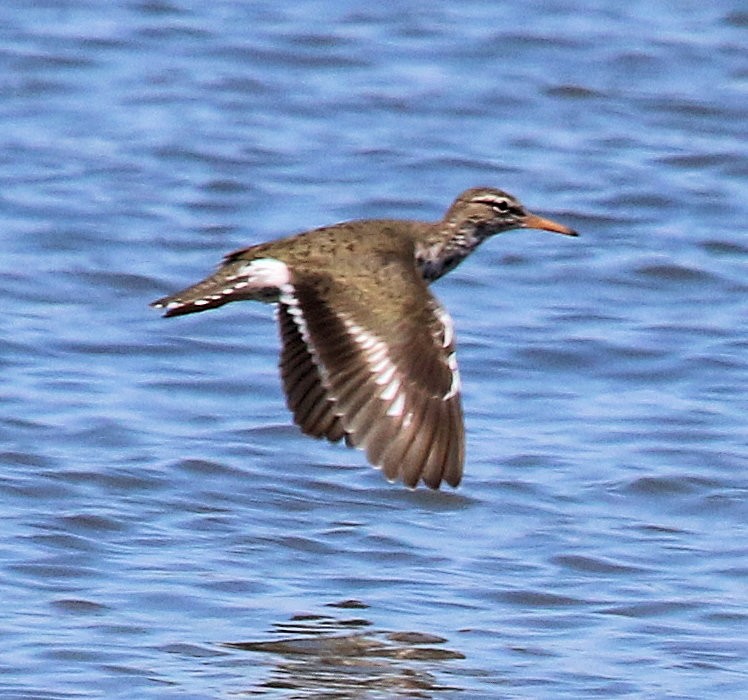 Spotted Sandpiper - ML543149161