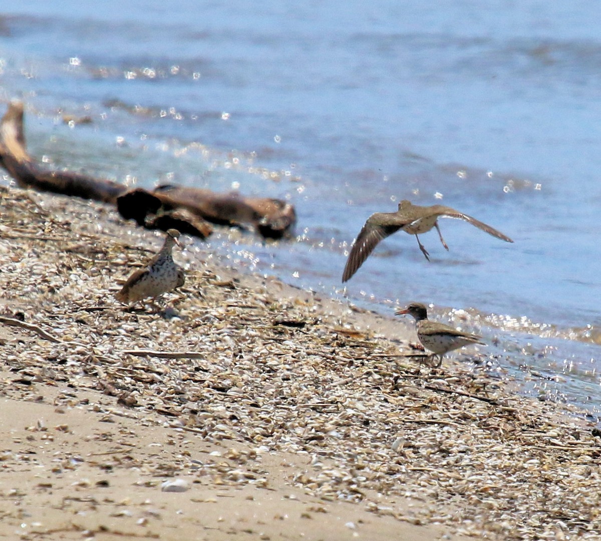 Spotted Sandpiper - ML543149171