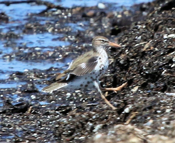 Spotted Sandpiper - ML543149191