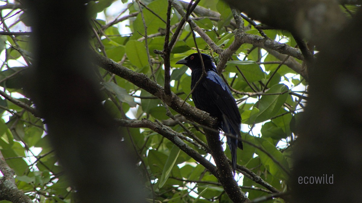 Asian Fairy-bluebird - Mohan Raj K.