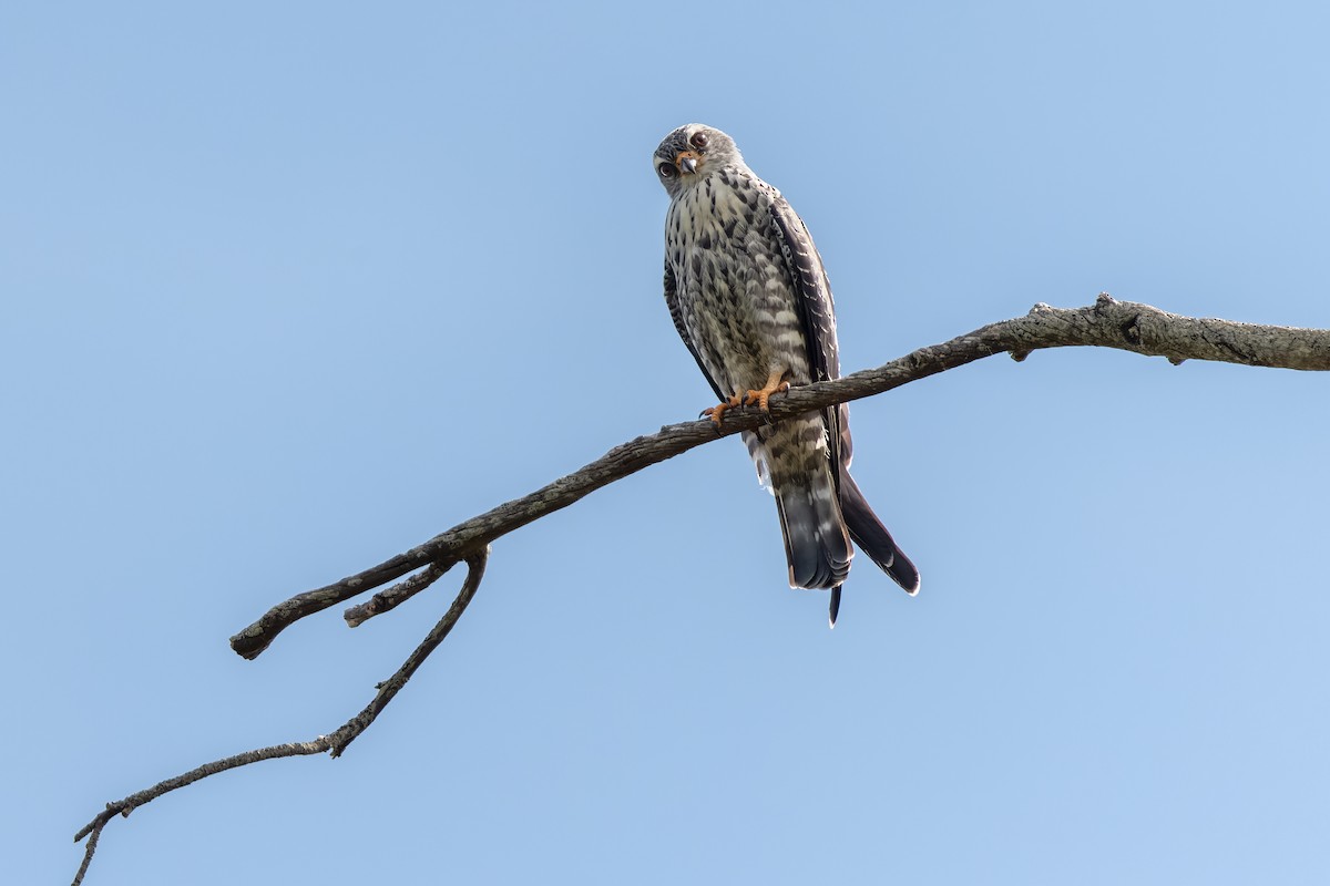 Plumbeous Kite - Federico Rubio