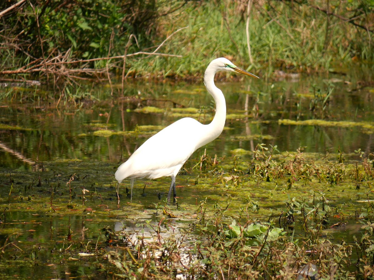 Great Egret - Jake Streets