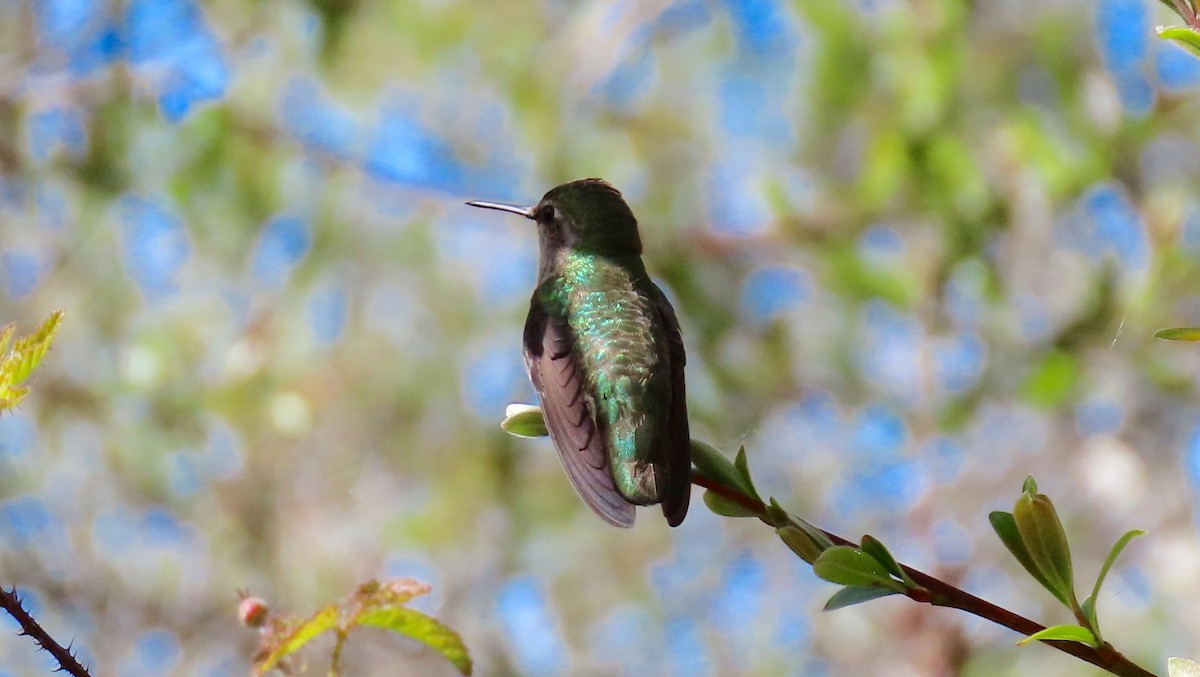 Anna's Hummingbird - ML543150751