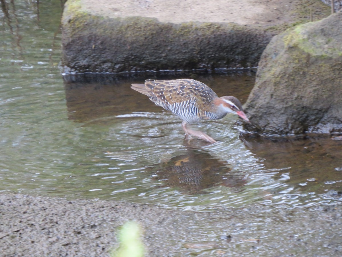 Buff-banded Rail - ML54315091