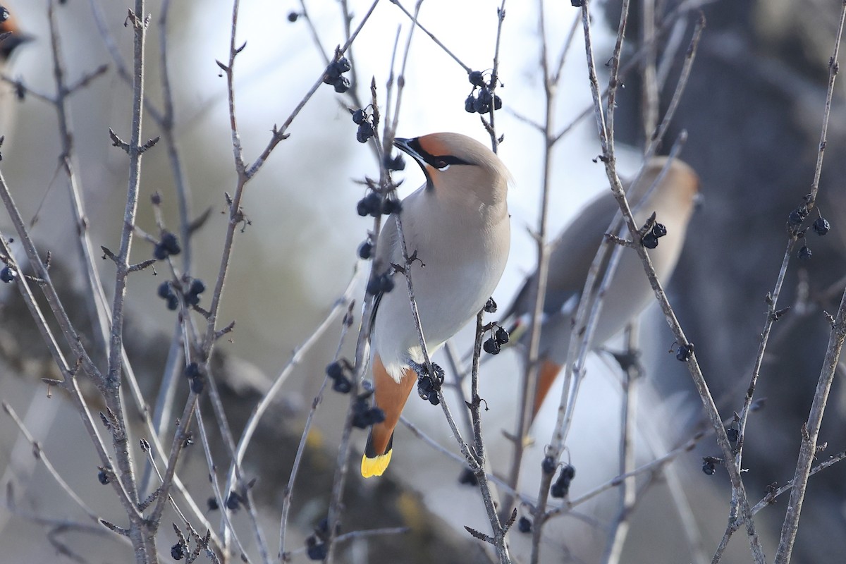 Bohemian Waxwing - ML543151861