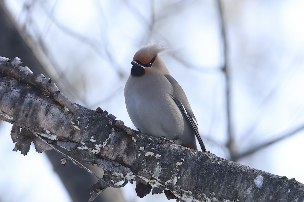 Bohemian Waxwing - ML543151871