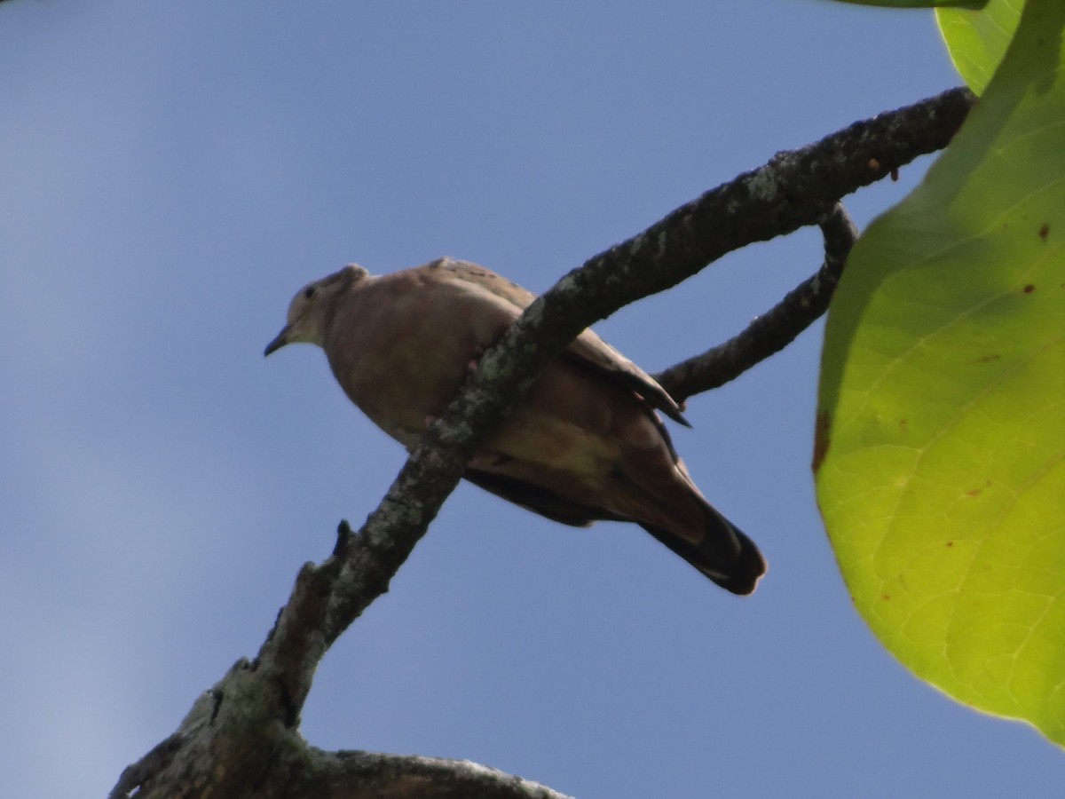 Common Ground Dove - ML543153251