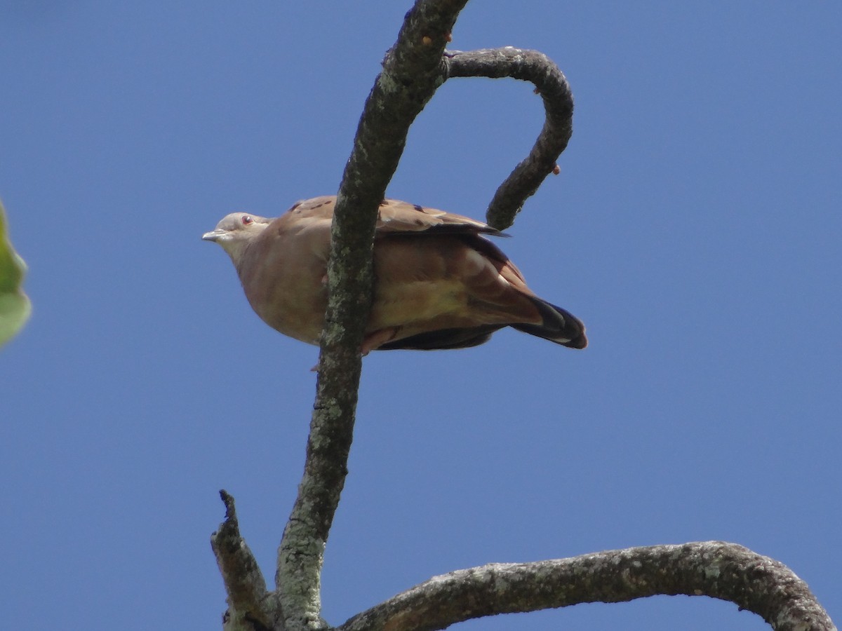 Common Ground Dove - Almir Maia