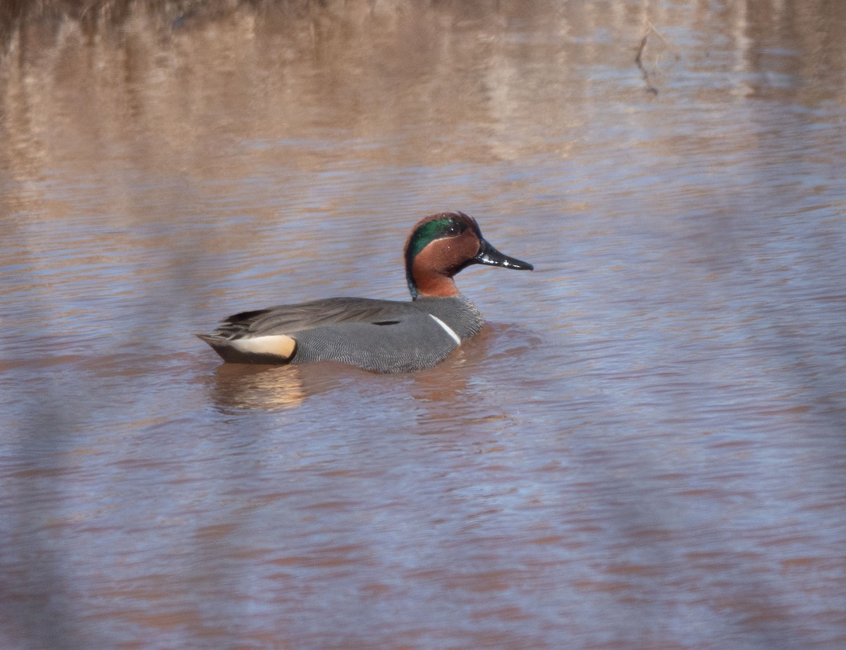 Green-winged Teal - ML543153461