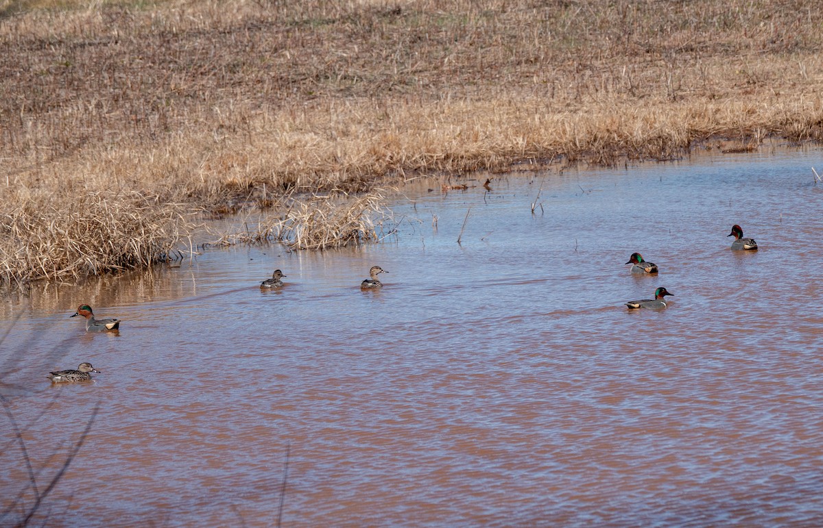 Green-winged Teal - ML543153471
