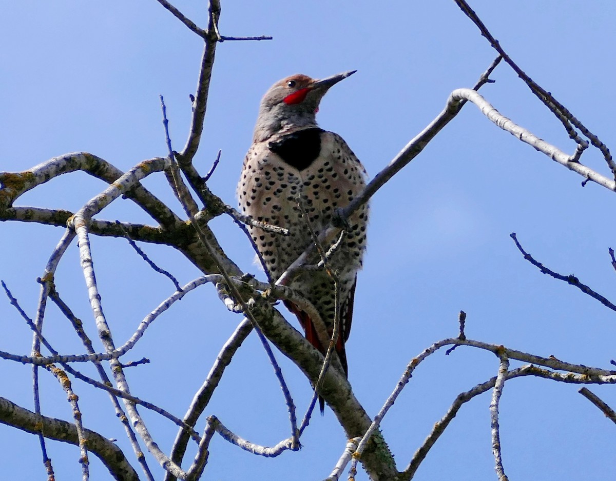 Northern Flicker - ML543154581