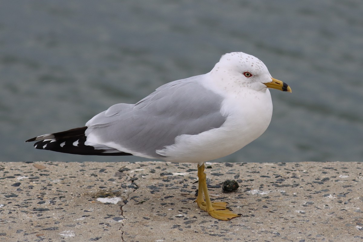 Ring-billed Gull - Subodh Ghonge