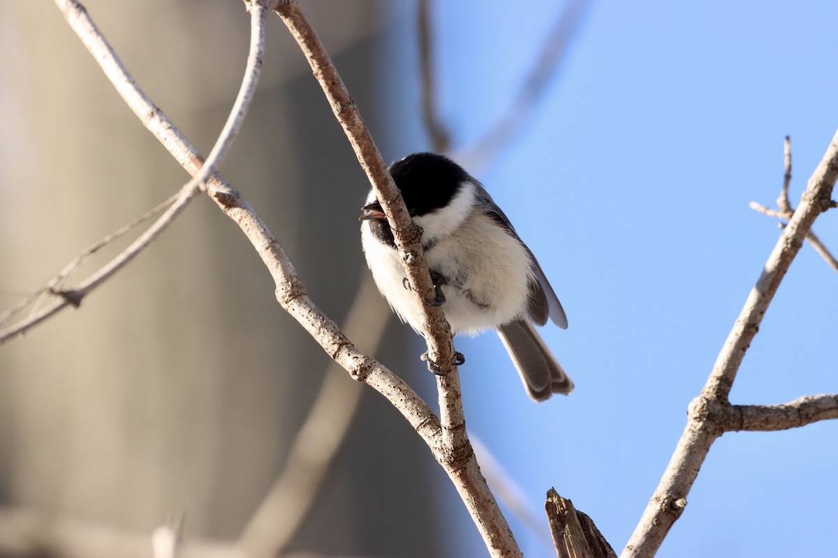 Mésange à tête noire - ML543155791